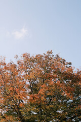 日本紅葉風景