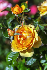 Fragrant rose in garden