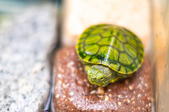 ミドリガメ」の写真素材 | 5,975件の無料イラスト画像 | Adobe Stock