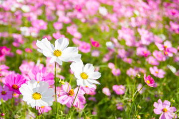White cosmos flowers blooming beautifully in the garden with pink blur background.
