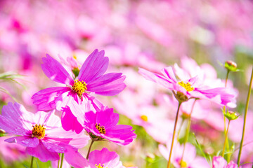 Cosmos pink flowers blooming beautifully in the garden with pink blur background.