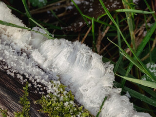 hair ice on a rotting trunk