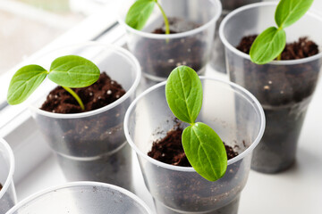 Seedlings of young cucumber sprouts grown from seeds on the windowsill in the house. Organic farming, gardening as a hobby, plants close-up.