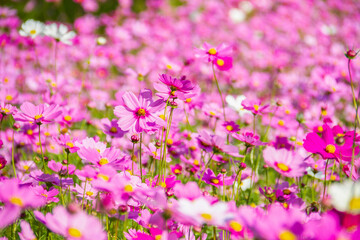 Cosmos pink flowers blooming beautifully in the garden with sot blur background.