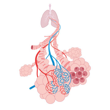 Pulmonary alveoli, trachea, and bronchiole in the lungs
