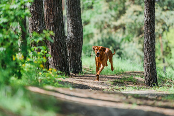 rhodesian ridgeback dog running in summer forest