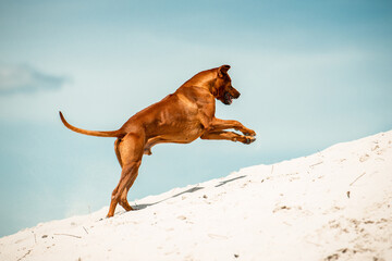 funny rhodesian ridgeback dog running having fun at sand beach