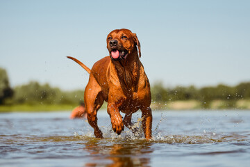 rhodesian ridgeback dog having fun running jumping splashing in water