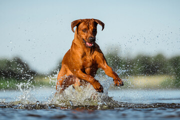 rhodesian ridgeback dog having fun running jumping splashing in water