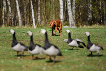 rhodesian ridgeback dog having fun hunting chasing group of birds