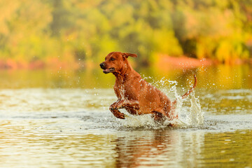 rhodesian ridgeback dog having fun running jumping splashing in water