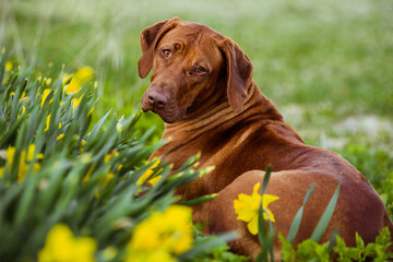 liver rhodesian ridgeback dog portrait in daffodil narcissus field