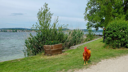 Hahn am Bodensee