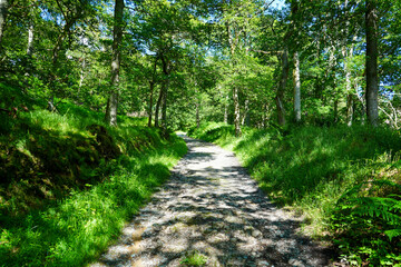 Single track road in the middle of woodland on a summers day