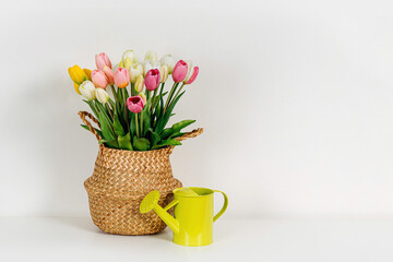 Bouquet of tulips in seagrass belly basket  for home interior. Spring flowers   on white background. Holidays decorations.