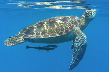 Close-up shot of a green sea turtle, Chelonia mydas, and a remora fish swimming to the surface to...