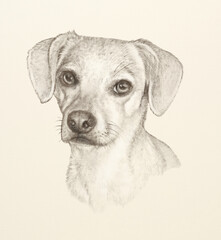 Portrait of Dog in sanguine and pastel pencils. Head of Cute puppy. Animal art collection: Dogs. Hand Painted Illustration of Pet. Good for banner, T-shirt, card, pillow. 