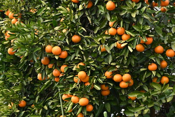 Japanese citrus called 'Iyokan' ( Citrus Iyo ) Harvest.
A type of tangor grown mainly in Ehime...