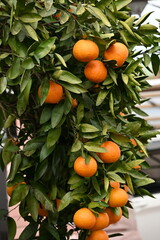 Japanese citrus called 'Iyokan' ( Citrus Iyo ) Harvest.
A type of tangor grown mainly in Ehime Prefecture, Japan.