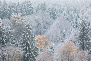 autumn forest in snow