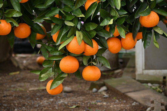 Japanese citrus called 'Iyokan' ( Citrus Iyo ) Harvest.
A type of tangor grown mainly in Ehime Prefecture, Japan.