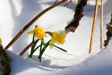 daffodil flowers under snow in April