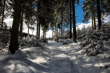 sunny winter day in coniferous forest