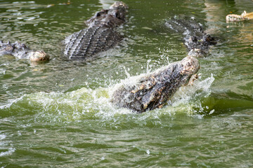 Fototapeta premium THAILAND PATTAYA CROCODILE FARM