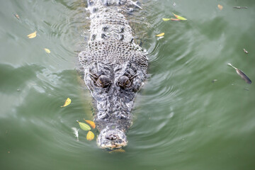 THAILAND PATTAYA CROCODILE FARM