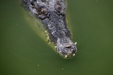 THAILAND PATTAYA CROCODILE FARM