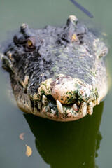 THAILAND PATTAYA CROCODILE FARM