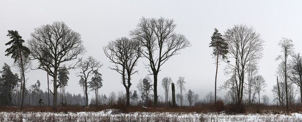 Panoramic photography. The picturesque edge of the forest in winter in the fog. Oaks, pines, spruces, birches, maples, shrubs. Winter landscape in cloudy weather