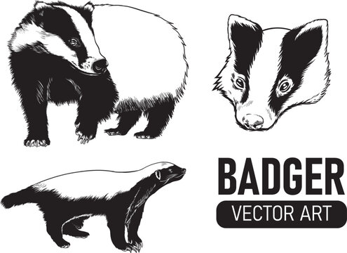 Set of hand draw vintage badger premium vector