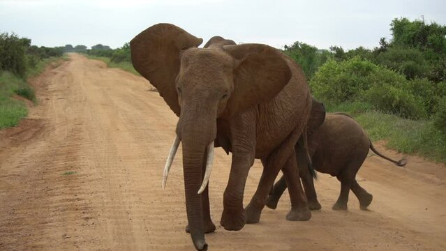 Adult elephant with his baby in african savanna walking near road, wild nature park animals adventures