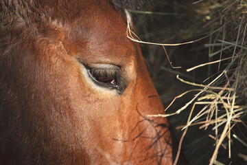 Horse head detail and hay. Stress, sad, sick