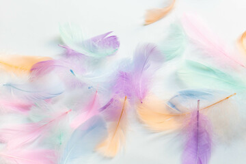 Colorful feathers on white background, soft pastel feathers can use as a backdrop. Beautiful feathers texture.