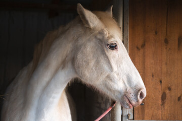 Portrait, the head of a beautiful white horse in the stable against the background of a wooden door. Relax, no stress