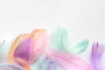 Colorful feathers on white background, soft pastel feathers can use as a backdrop. Beautiful feathers texture.