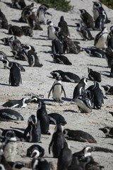 The Penguins of Boulders Beach