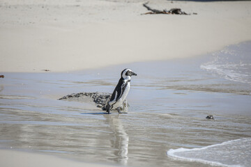 The Penguins of Boulders Beach