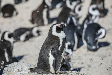 Naklejka premium The Penguins of Boulders Beach