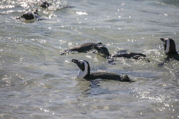 Obraz premium The Penguins of Boulders Beach