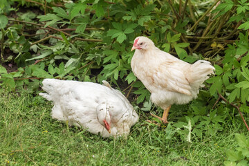 Two white chickens in summer green grass