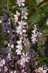 pink cherry sakura blossom close-up in nature park background