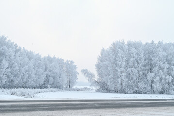 winter forest in frost, house in winter forest, frosty day