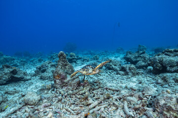 Naklejka na ściany i meble Seascape with Hawksbill Sea Turtle in the coral reef of the Caribbean Sea, Curacao