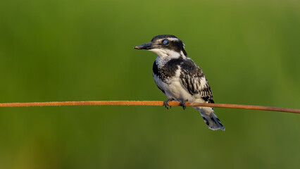 pied kingfisher with green background pied kingfisher