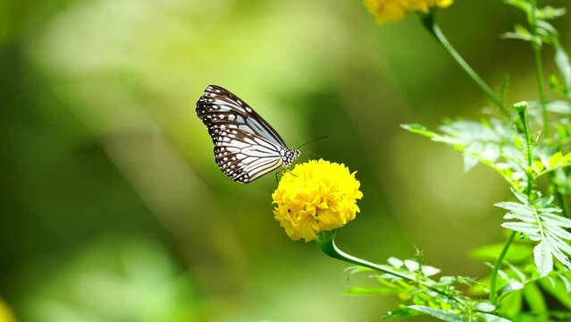 Beautiful butterfly in jungle tropical rainforest,Amazing butterflies on yellow flower the wild lush foliage natural background