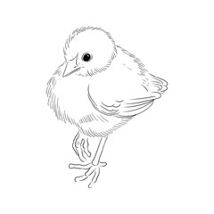 vector drawing sketch of domestic chicken, hand drawn bird, isolated nature design element