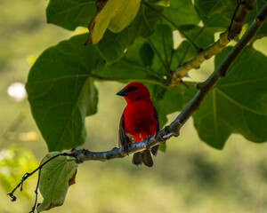 Foudi rouge - Seychelles